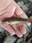 Cutlip Minnow (Exoglossum maxillingua)