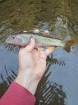 Bigmouth Chub (Nocomis platyrhynchus)