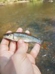 Bull Chub (Nocomis raneyi)