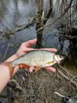 Golden Shiner (Notemigonus crysoleucas)