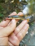 Saffron Shiner (Notropis rubricroceus)