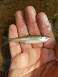 Sandbar Shiner (Notropis scepticus)