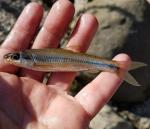 Spottail Shiner (Notropis hudsonius)