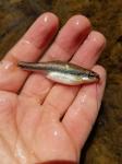 Highfin Shiner (Notropis altipinnis)