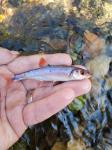 Rosefin Shiner (Lythrurus ardens)