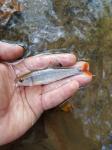 Fieryblack Shiner (Cyprinella pyrrhomelas)