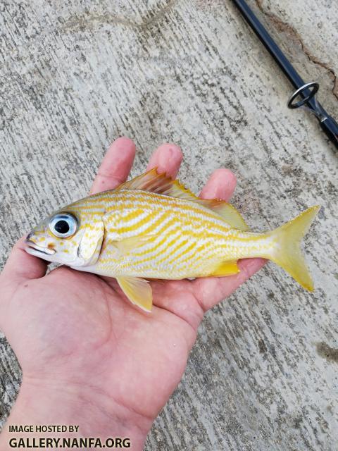 French Grunt (Haemulon flaolineatum)