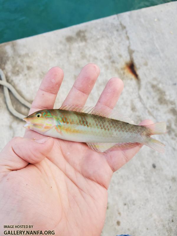 Blackear Wrasse, Female (Halichoeres poeyi)