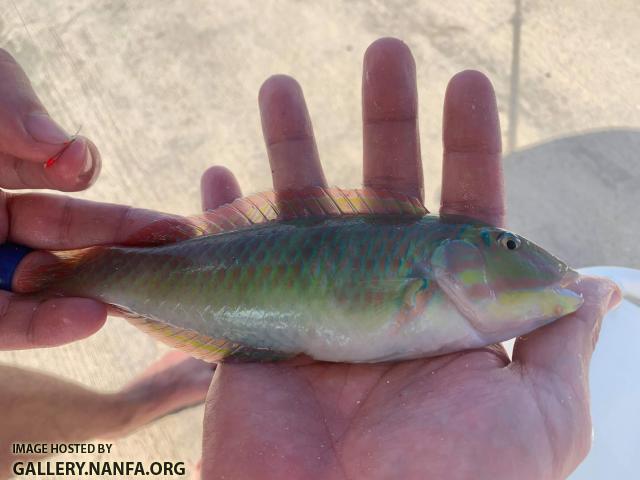 Blackear Wrasse, Male (Halichoeres poeyi)