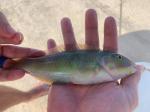 Blackear Wrasse, Male (Halichoeres poeyi)