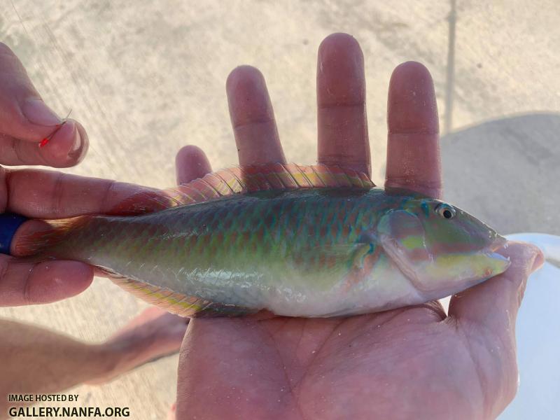 Blackear Wrasse, Male (Halichoeres poeyi)