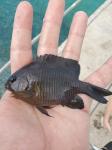 Dusky Damselfish (Stegastes adustus)