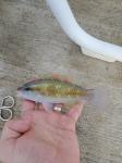 Princess Parrotfish, juvenile (Scarus toeniopterus)