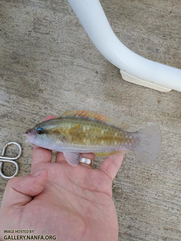 Princess Parrotfish, juvenile (Scarus toeniopterus)