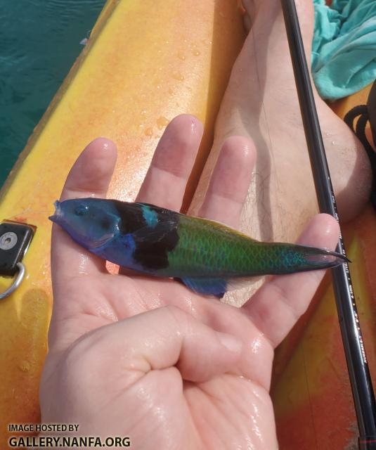 Bluehead Wrasse (Thalassoma bifasciatum)