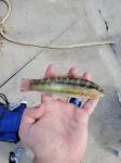 Slippery Dick, male (Halichoeres bivittatus)