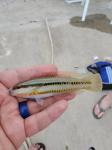 Slippery Dick, female (Halichoeres bivittatus)