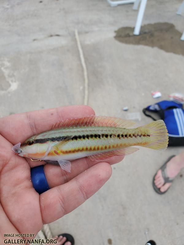 Slippery Dick, female (Halichoeres bivittatus)