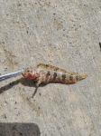 Puffcheek Blenny (Gobioclinus bucciferus)