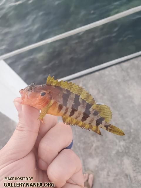 Hairy Blenny (Labrisomus nuchipinnis)