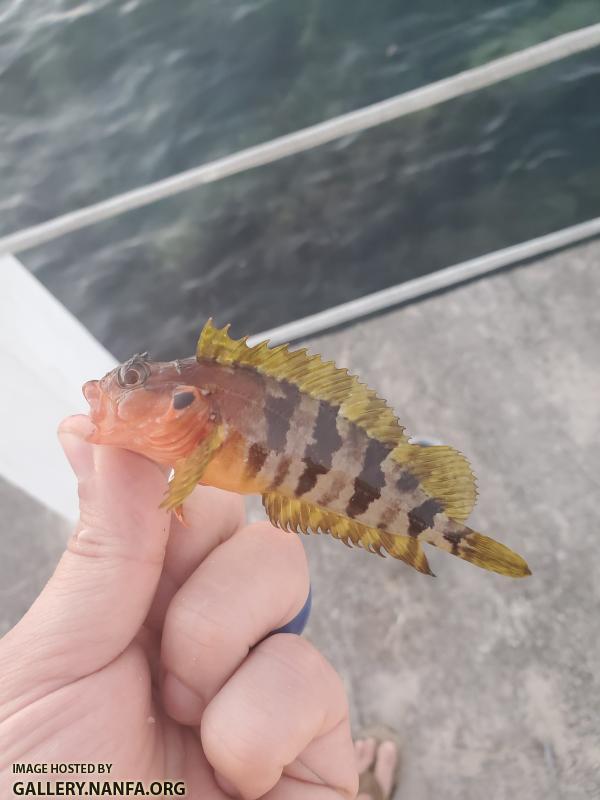 Hairy Blenny (Labrisomus nuchipinnis)