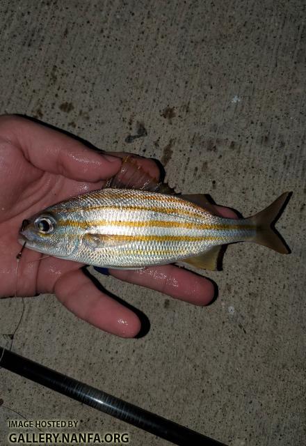 Smallmouth Grunt (Haemulon chrysargyreum)