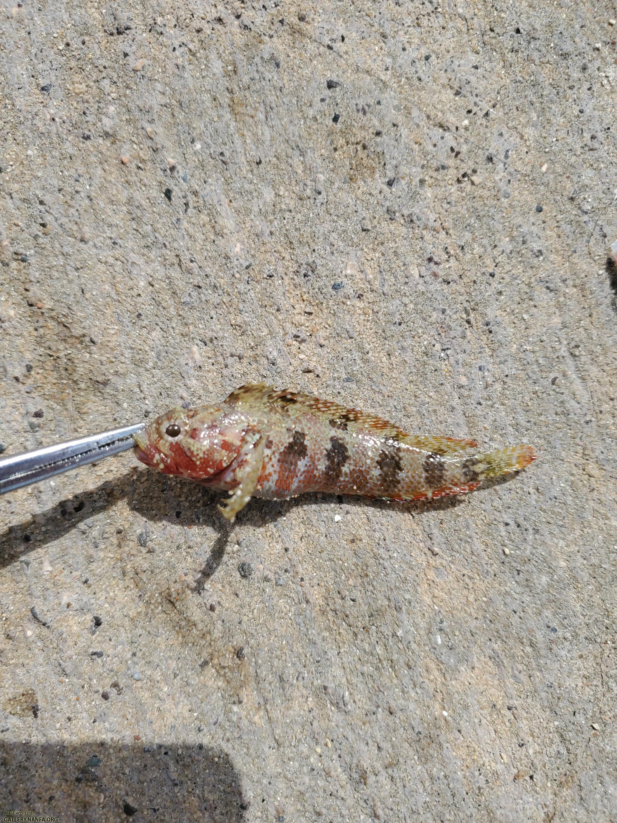 Puffcheek Blenny (Gobioclinus bucciferus)