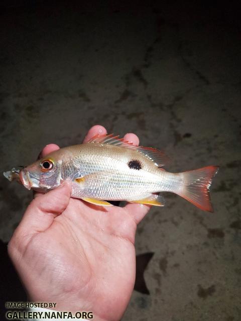 Mahogany Snapper (Lutjanus mahogoni)