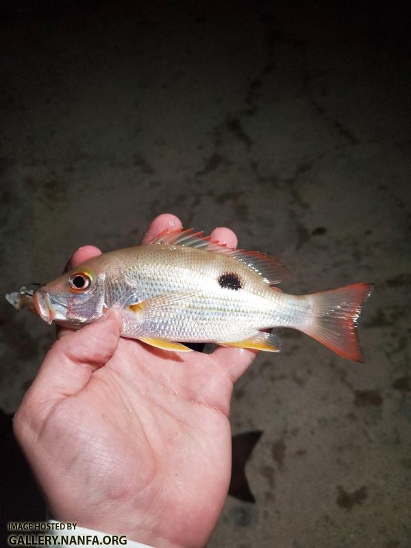 Mahogany Snapper (Lutjanus mahogoni)