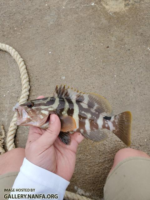 Nassau Grouper (Epinephelus striatus)