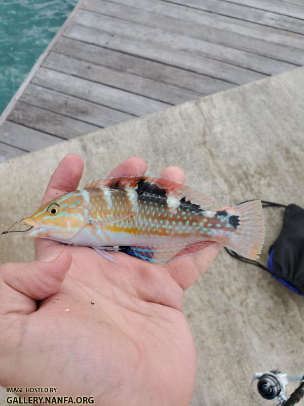 Puddingwife (Halichoeres radiatus)