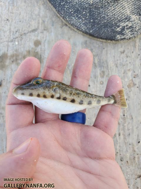 Bandtail Puffer (Sphoeroides spengleri)