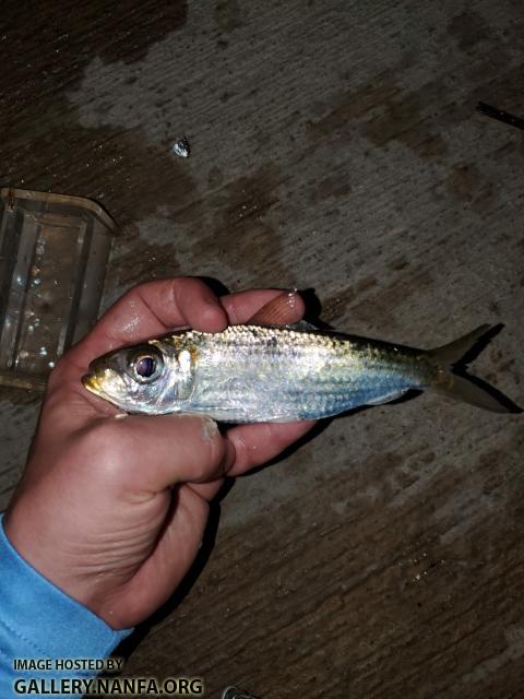 Redear Herring (Harengula humeralis)