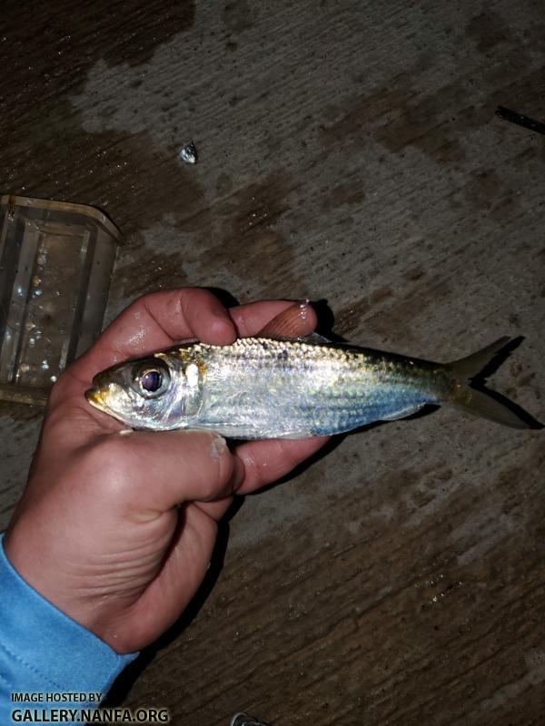 Redear Herring (Harengula humeralis)