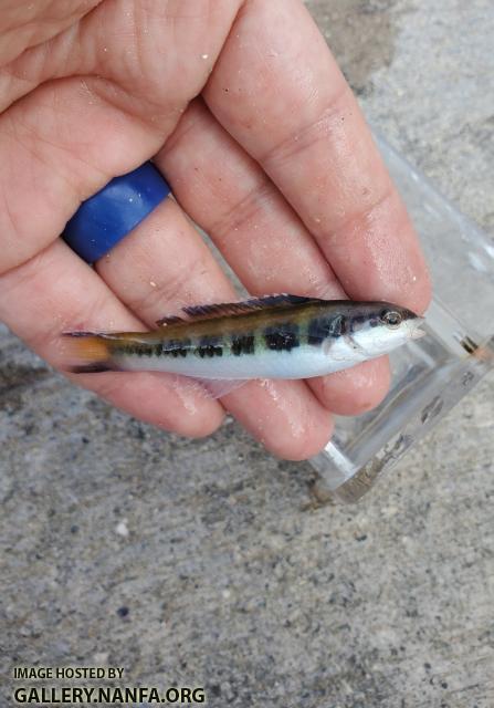 Bluehead Wrasse, juvenile (Thalassoma bifasciatum)