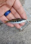 Bluehead Wrasse, juvenile (Thalassoma bifasciatum)