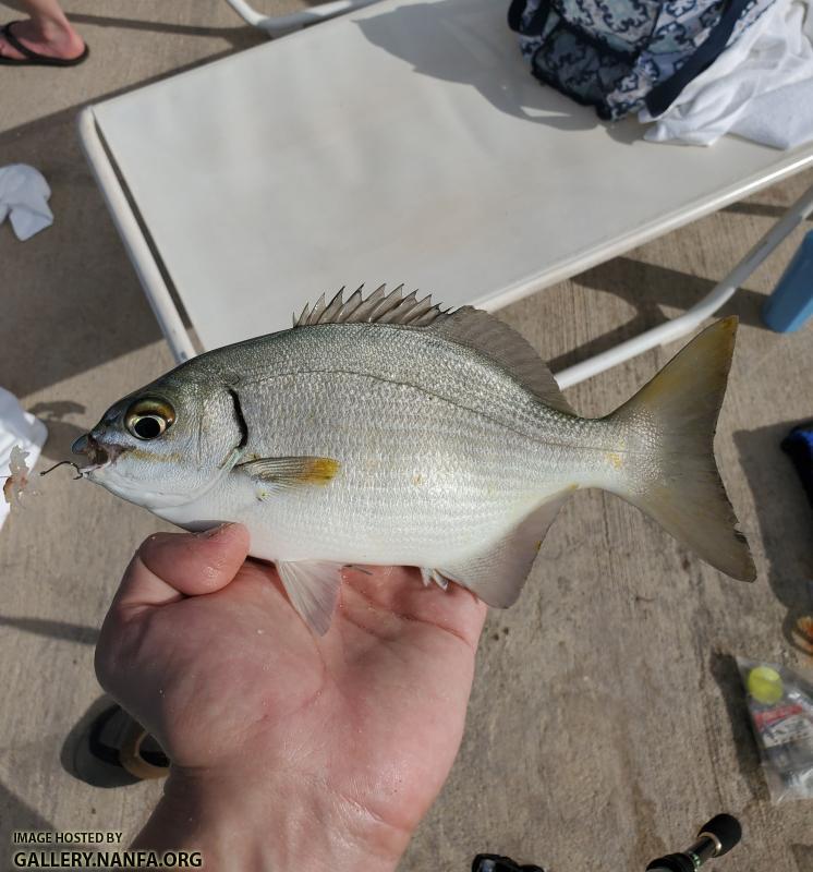 Bermuda Chub (Kyphosus sectatrix)