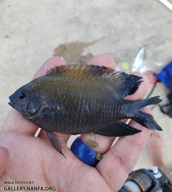 Longfin Damselfish (Stegastes diencaeus)