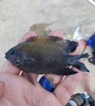 Longfin Damselfish (Stegastes diencaeus)