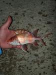 Common Squirrelfish (Holocentrus adscensionis)