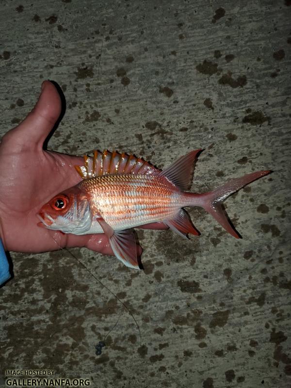 Common Squirrelfish (Holocentrus adscensionis)