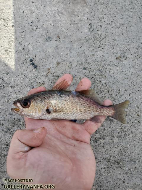 Reef Croaker (Odontoscion dentex)