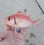 Blackbar Soldierfish (Myripristis jacobus)