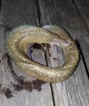 Purplemouth Moray (Gymnothorax vicinus)