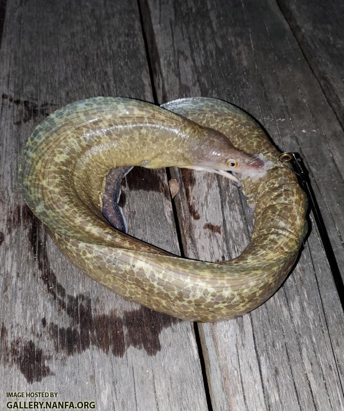 Purplemouth Moray (Gymnothorax vicinus)