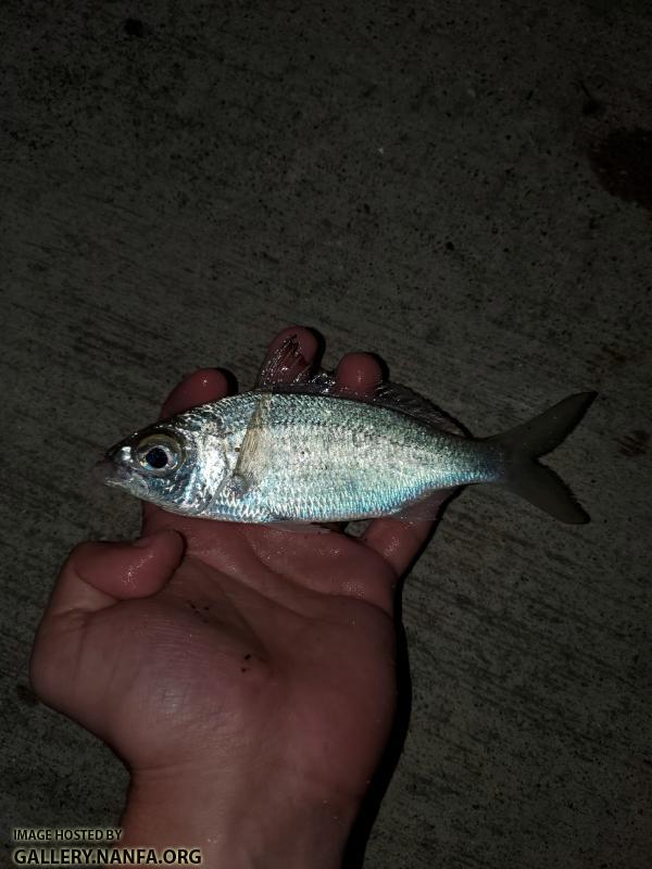 Bigeye Mojarra (Eucinostomus havana)