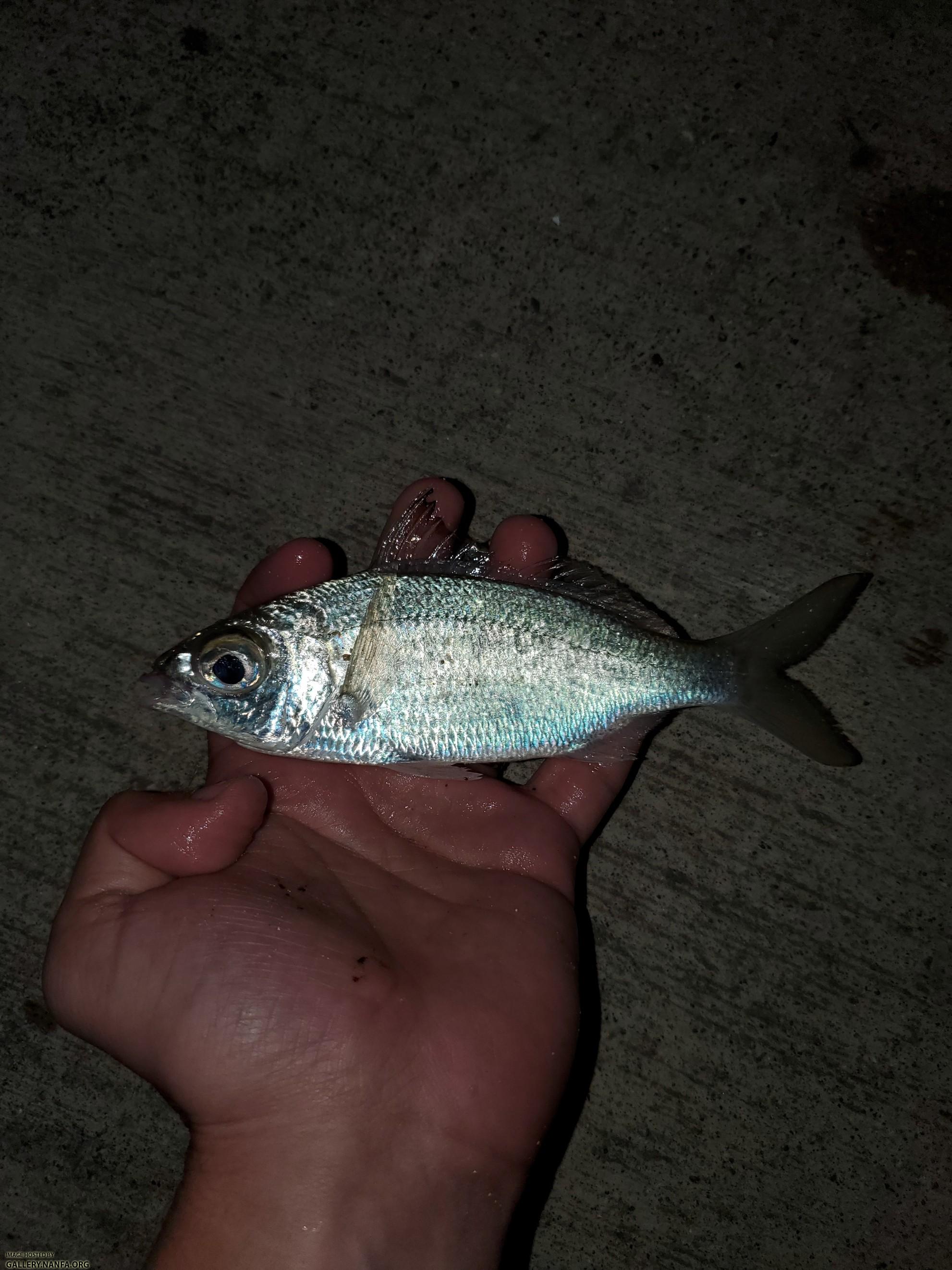 Bigeye Mojarra (Eucinostomus havana)