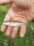 Rosyside Dace (Clinostomus funduloides)