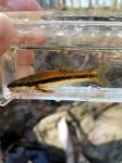 Eastern Blacknose Dace (Rhinichthys atratulus)