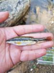 Western Blacknose Dace (Rhinichthys obtusus)